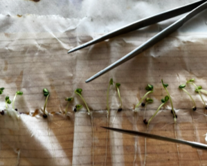 Проращивание семян озимого рапса в рулонах