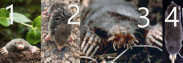 Внешний вид кротов: 1 — Talpa europaea, 2 — Scalopus aquaticus, 3 — Condylura cristata, 4 — Urotrichus talpoides