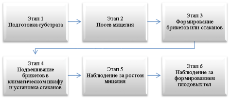 Этапы выращивания и наблюдения за ростом гриба вешенки