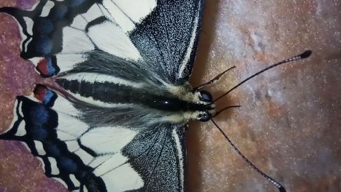 Бабочка Papilio machaon крупным планом, видна шерстка и разнонаправленные чешуйки, вид сверху (фото автора)