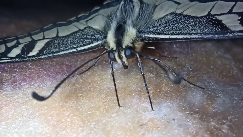 Бабочка Papilio machaon крупным планом, видна шерстка и разнонаправленные чешуйки, вид спереди (фото автора)