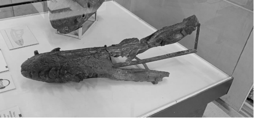 Часть образца-голотипа Pliosaurus Rossicus PIN 304/1 [1], выставленная в Палеонтологическом музее РАН имени Ю. А. Орлова