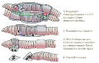 C:\Users\Win 7\Desktop\черви1\0020-021-Razmnozhenie-dozhdevykh-chervej.png