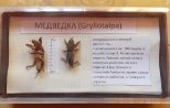 C:\Users\АННА\Desktop\DSCN5319.JPG