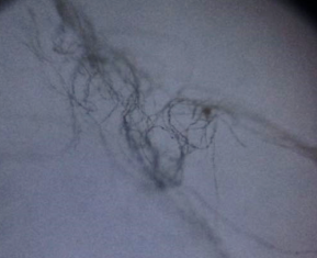 C:\Users\Terscova\AppData\Local\Microsoft\Windows\Temporary Internet Files\Content.Word\IMG-20170405-WA0008.jpg