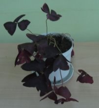 G:\Исслед.работа Биоритмы у растений Мачнев Артём\Фото рабочие\IMG_5662.JPG