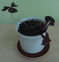 G:\Исслед.работа Биоритмы у растений Мачнев Артём\Фото рабочие\IMG_5675.JPG