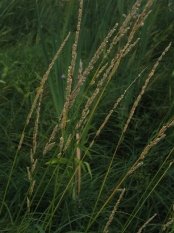 Изображение растения Beckmannia eruciformis.