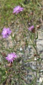 Изображение растения Centaurea jacea.